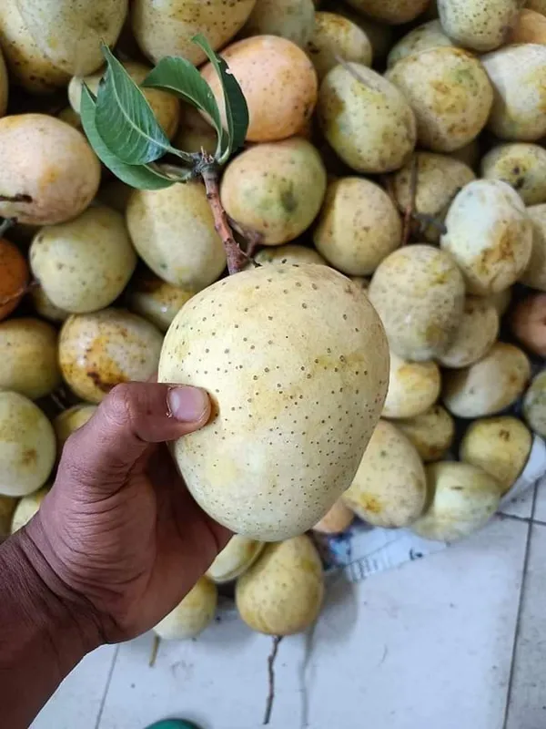Gourmoti_Mango_Plant_|_Grafted_and_Hybrid_Plants