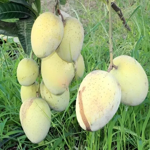 Gourmoti_Mango_Plant_|_Grafted_and_Hybrid_Plants