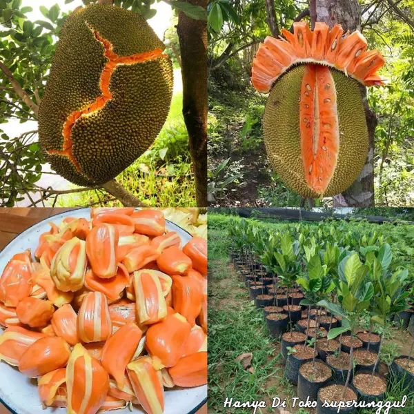 Plantify Red Jackfruit Plant Pack of Price in India Buy