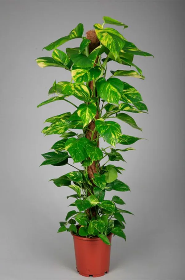 Natural_Live_Indoor_Outdoor_Money_Plant