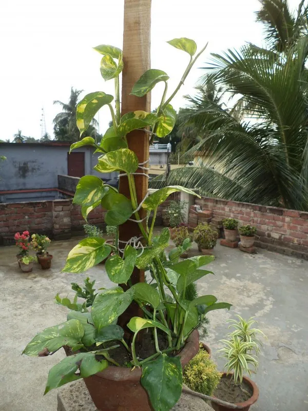 Natural_Live_Indoor_Outdoor_Money_Plant