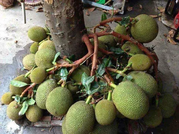 Seedless_Jackfruit_Live_Fruit_Plant_&_Tree_(1.5-3.5_Ft_Hight)_For_Gardening_Well_Watered_Jackfruit_Hybrid_Fruit_Plant_(Pack_Of_1)