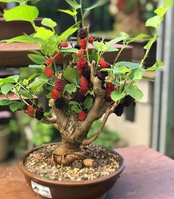 Gapes_Plant_Green_Hybrid,