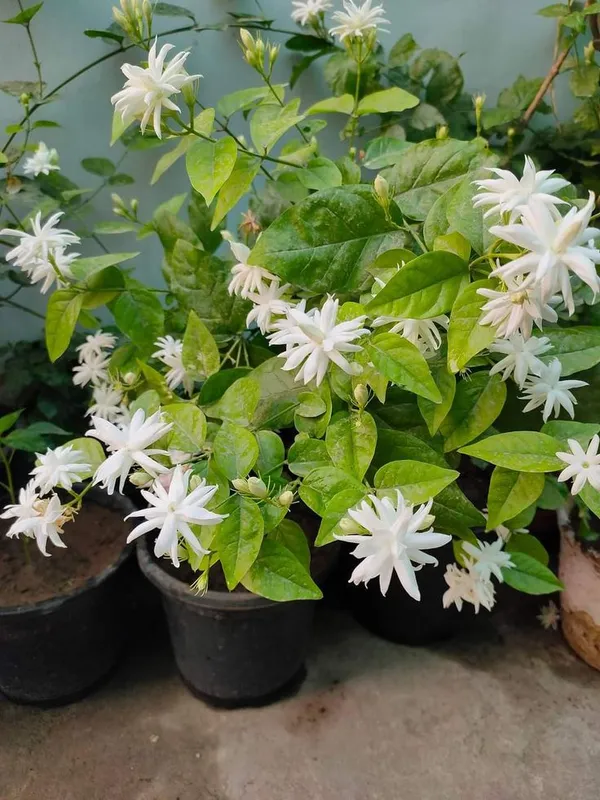 Angel_Wing_Jasmine_Creepers_&_Climbers_1.5-3.5_Ft_Hybrid_Plant