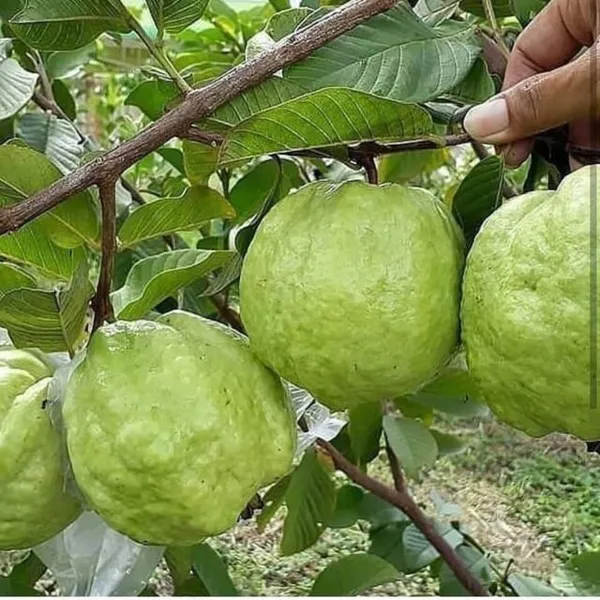 Thai_Kg_Guava_Hybrid_Fruit_Plant_&_Tree_(1.5-3.5_Ft_Hight)_For_Home_Gardening_Thai_Variety_Kg_Guava_Live_Plant_(Pack_Of_1)