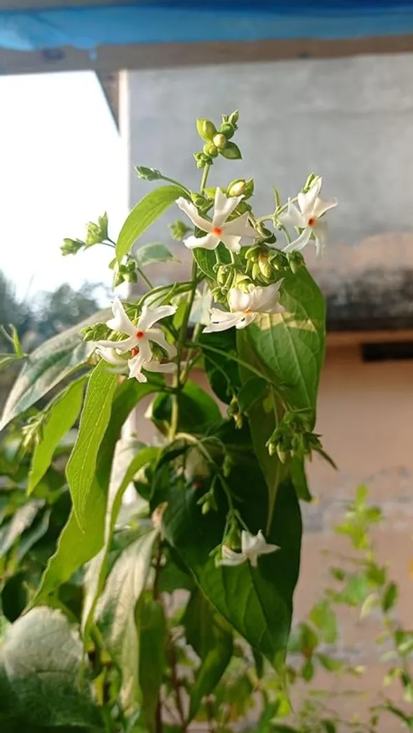 Flowering_Parijat/Harsingar_Live_Plant_&_Tree_|_All_Time_12_Months_Tree_|_Night_Flowering_Jasmine_|_Night_Queen_Highly_Fragrant_Plant_|__Hybrid,