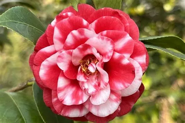 Allamanda_Yellow/Wild_Allamanda_Creepers_&_Climbers_Plant_1.5-3.5_Ft