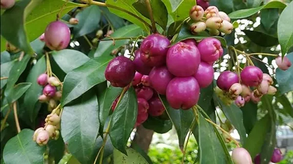 Australian_Lilli_Pilli_Pink_Fruit_Plant_&_Tree_|_Syzygium_Smithii_Plant_&_Tree_Hybrid,