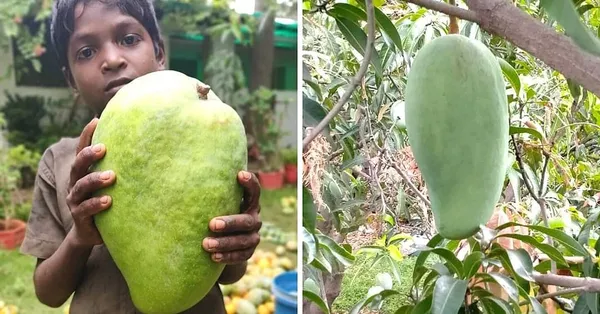 Noorjahan_Mango_Plant_Rare_&_Dwarf_Variety_Grafted_Plant_Big_Size_Fruit_About_4_To_5_Kg_Weight_Unique_Collection_Hybrid,