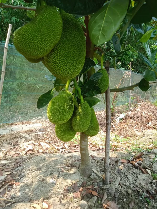 Viyetnam_super_early_jack_fruit_Plant
