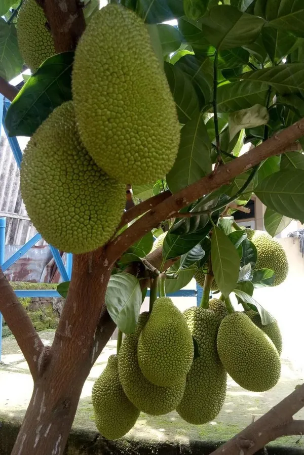 Viyetnam_super_early_jack_fruit_Plant