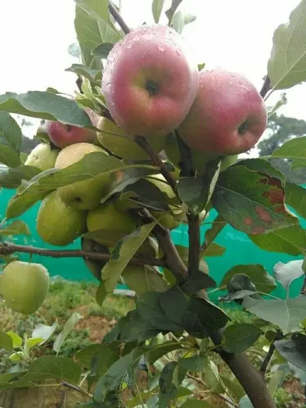 Hot_Place_Apple_Plant_Harimon-99_Apple_Plant