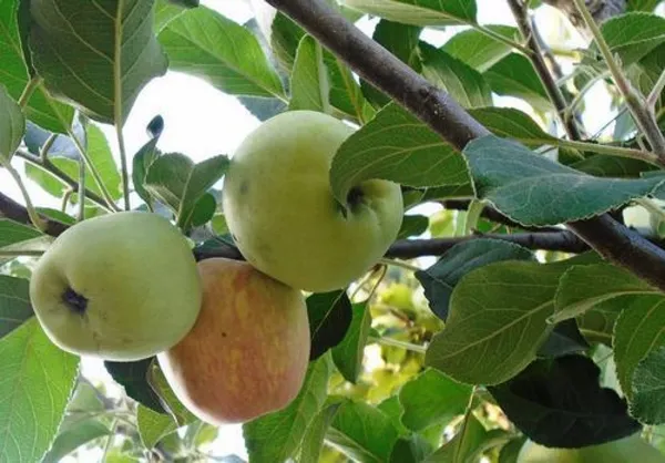 Hot_Place_Apple_Plant_Harimon-99_Apple_Plant