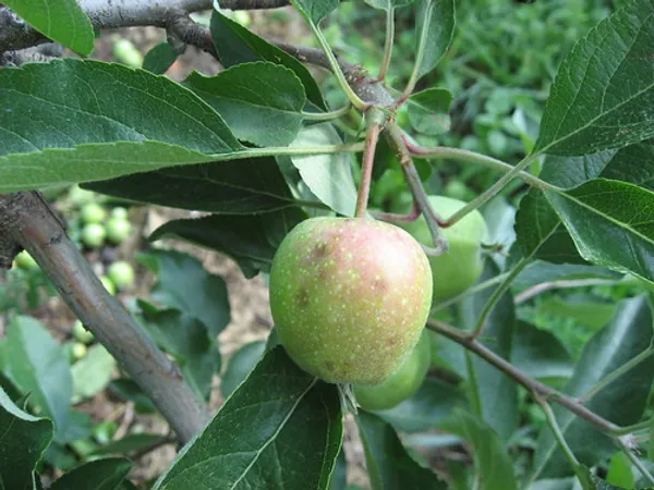 Hot_Place_Apple_Plant_Harimon-99_Apple_Plant