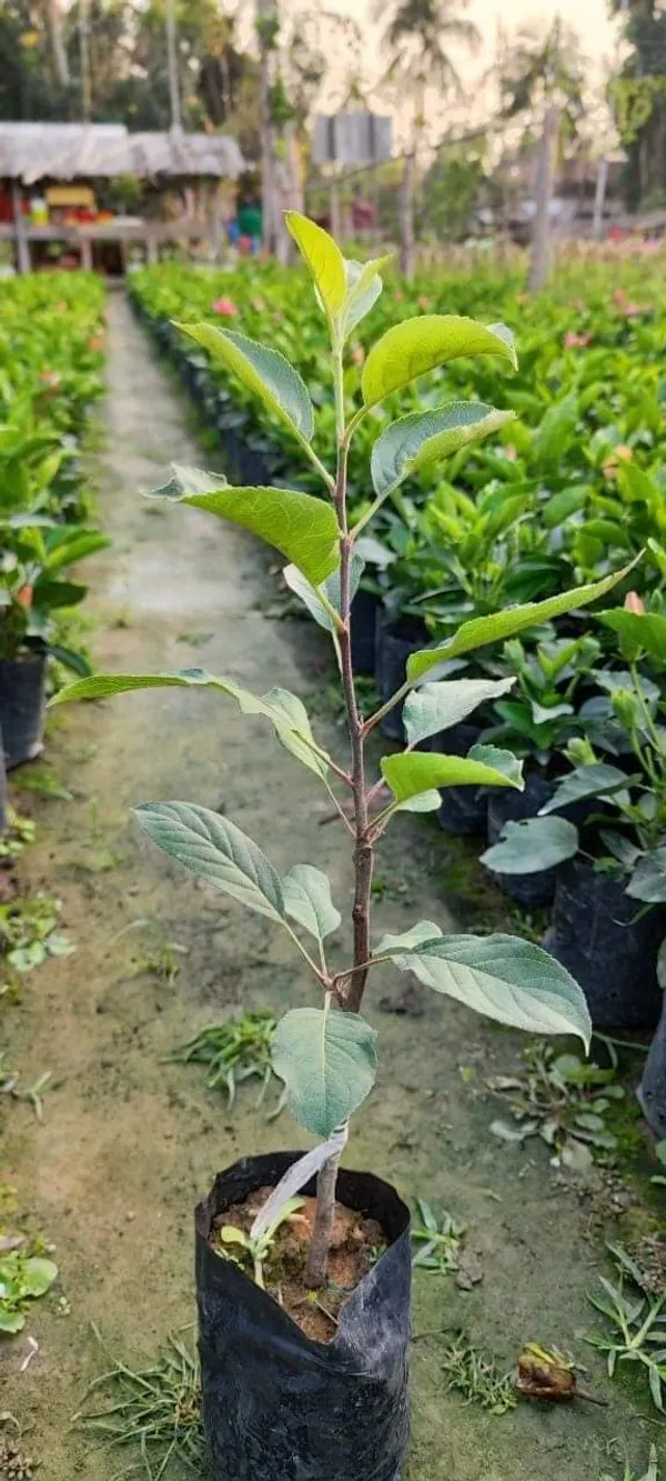Hot_Place_Apple_Plant_Harimon-99_Apple_Plant