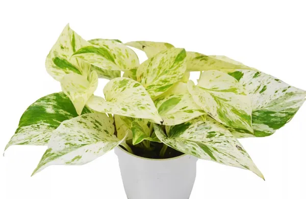 Money_Plant_Light_White_Hybrid,