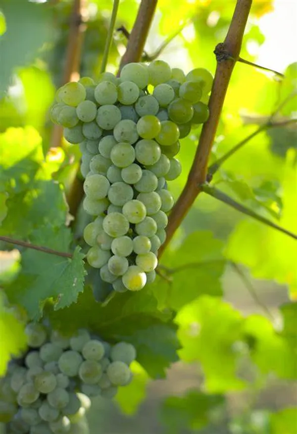 Gapes_Plant_Green_Hybrid,_Plant