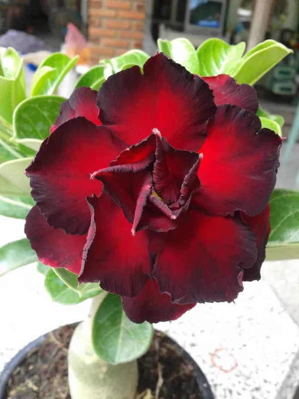 Adenium_Desert_Rose_Plant_Grafted
