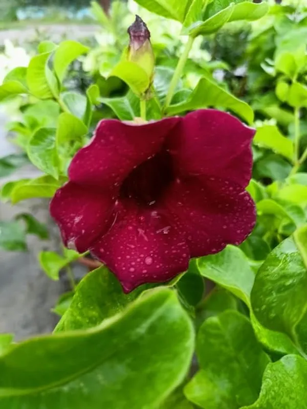 ALLAMANDA_RED_FLOWER_LIVE_PLANT_HEIGHT_1.5-FT_TO_2-FT