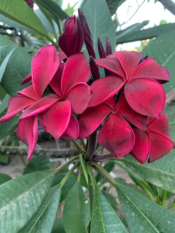 Kathchapa/Plumeria_(Maroon)_Flowering_Plant_&_Tree_(1.5-3.5_Ft_Hight)_For_Sweet_Home_Garden_(Hybrid,_Pack_Of_1)
