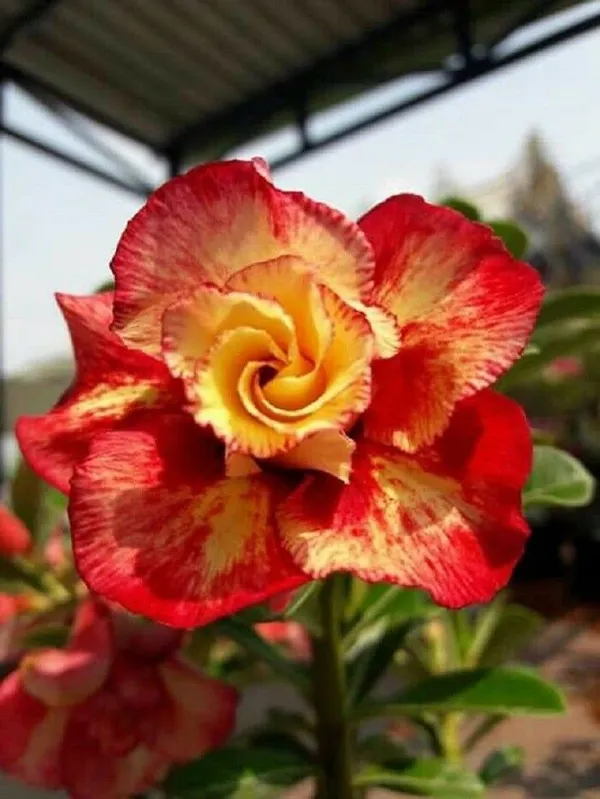 Adenium_Hybrid_Flowering_Plant_Grafted,