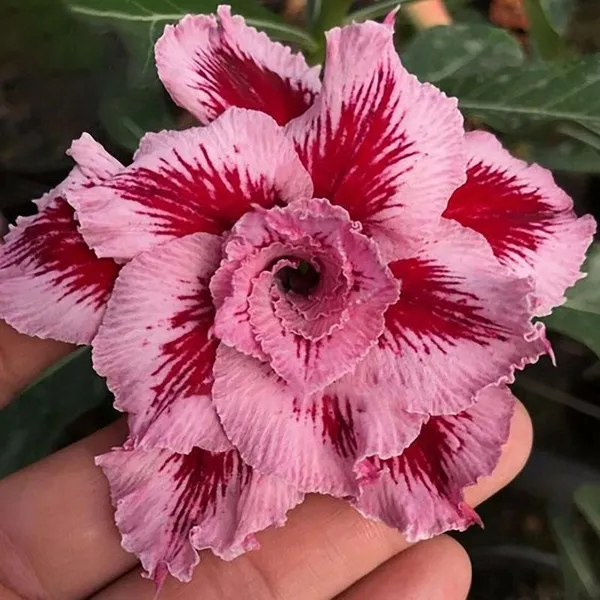 Adenium_Peach_Flowering_Plant_Grafted