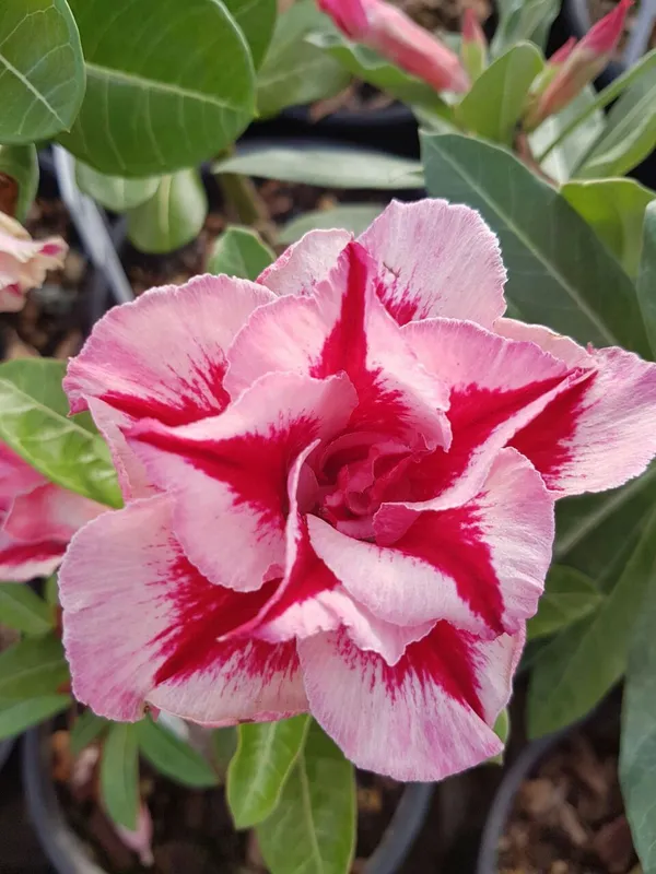 Adenium_Grafted_Flower_Plant_Hybrid,