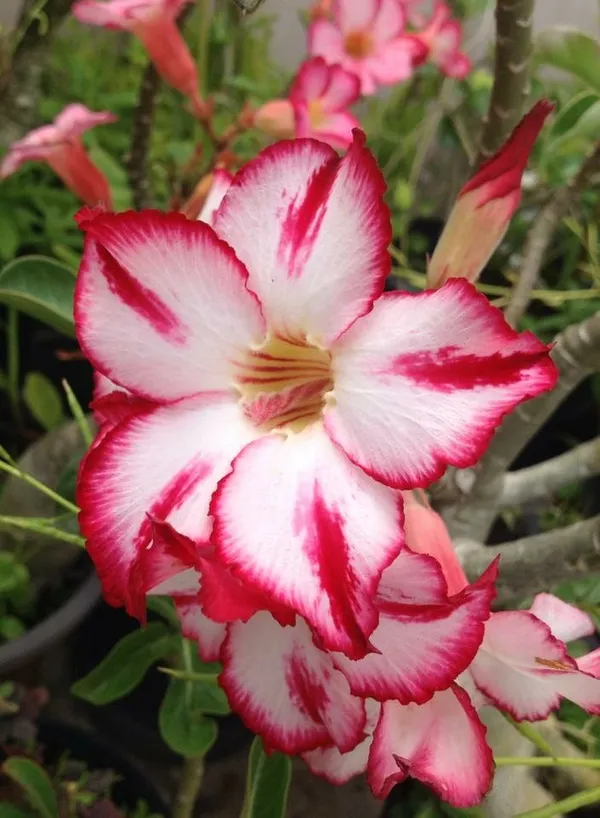 Adenium_Hybrid__1.5-3.5_Ft_Live_Flower_Plant