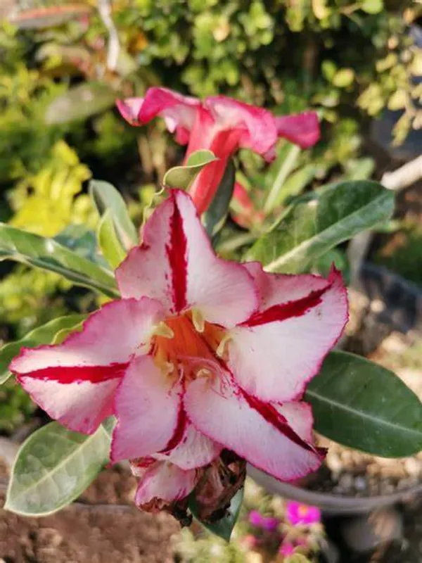 Adenium_Hybrid__1.5-3.5_Ft_Live_Flower_Plant