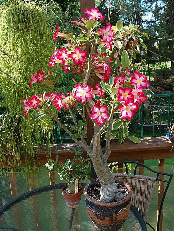 Adenium_Hybrid_Plant