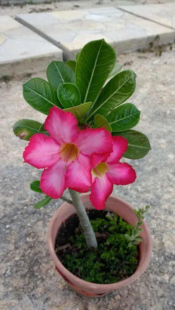 Adenium_Hybrid_Plant