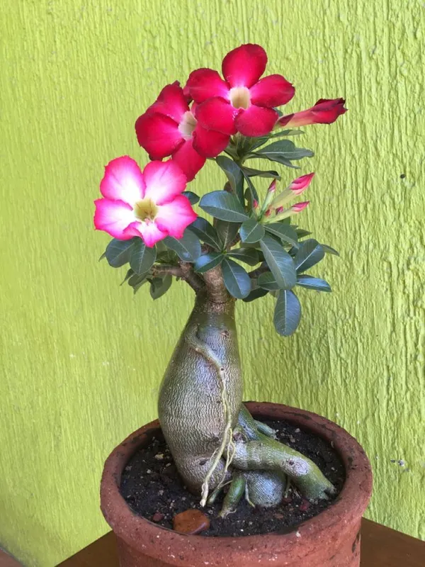 Adenium_Hybrid_Plant