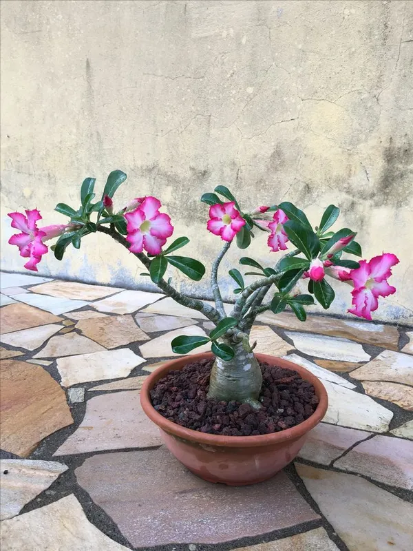 Adenium_Hybrid_Plant