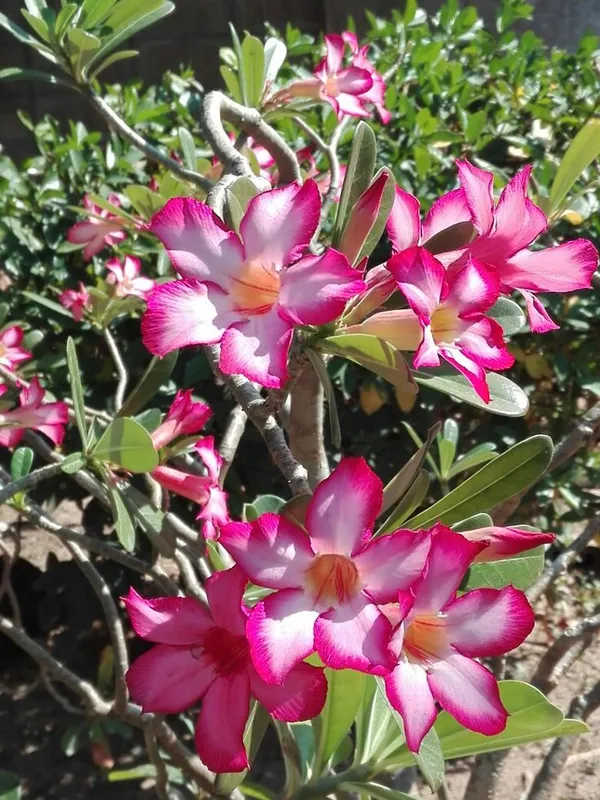 Adenium_Hybrid_Plant