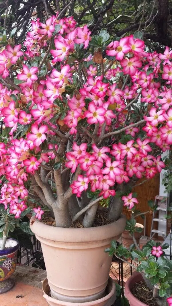 Adenium_Hybrid_Plant