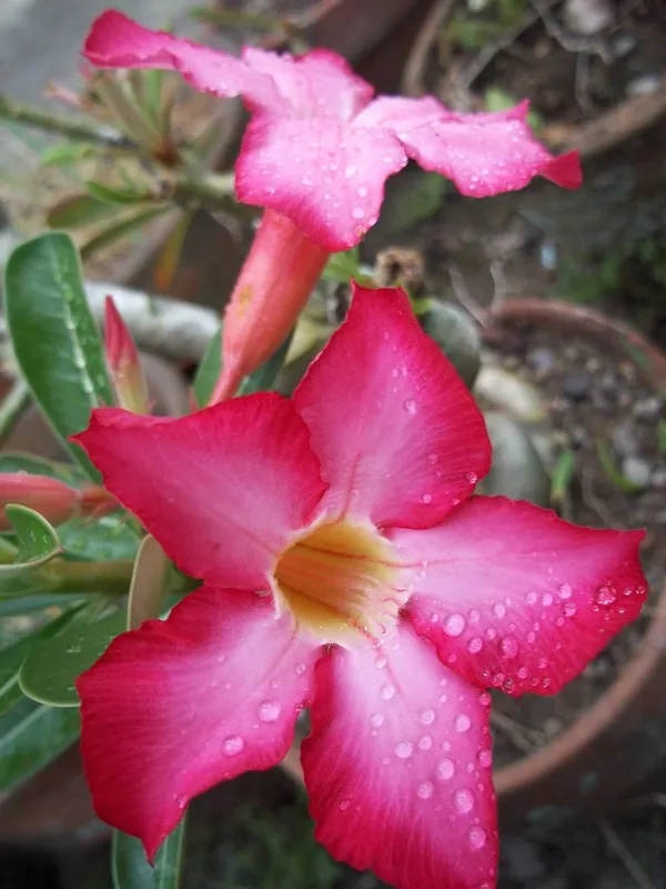 Adenium_Live_Plant_Pack_Of__1