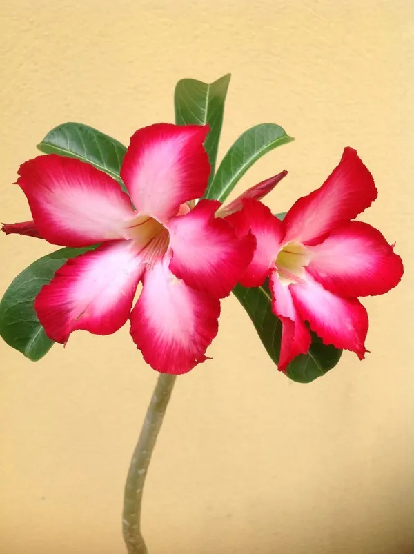 Adenium_Live_Plant_Pack_Of__1