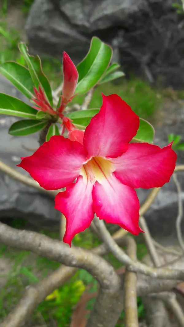 Adenium_Live_Plant_Pack_Of__1