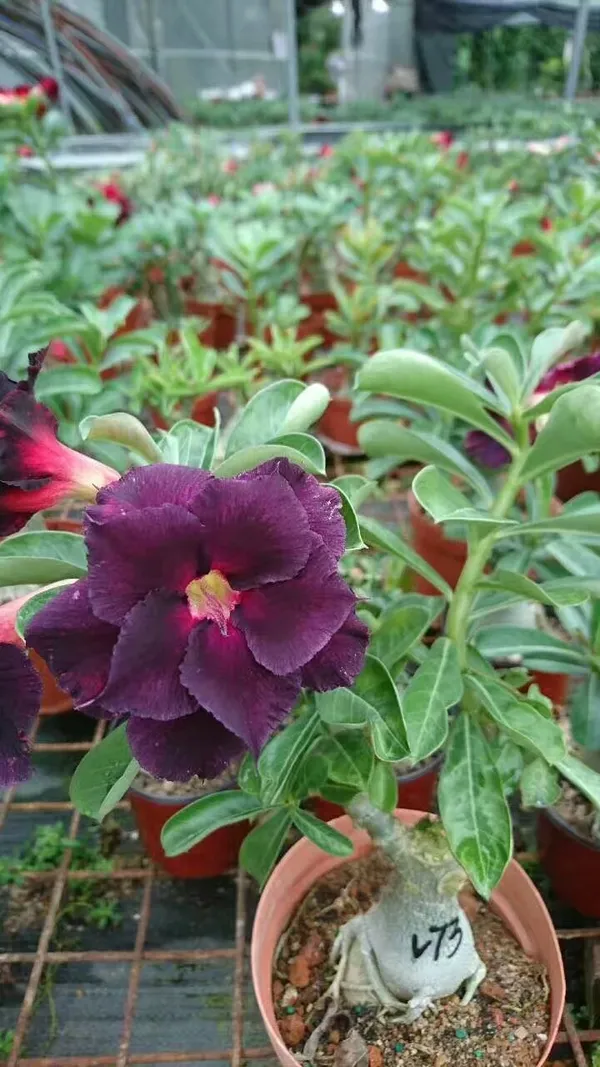Adenium_(Violet)_Flowering_Live_Plant_For_Sweet_Home_Garden_(Hybrid,_Pack_Of_1)