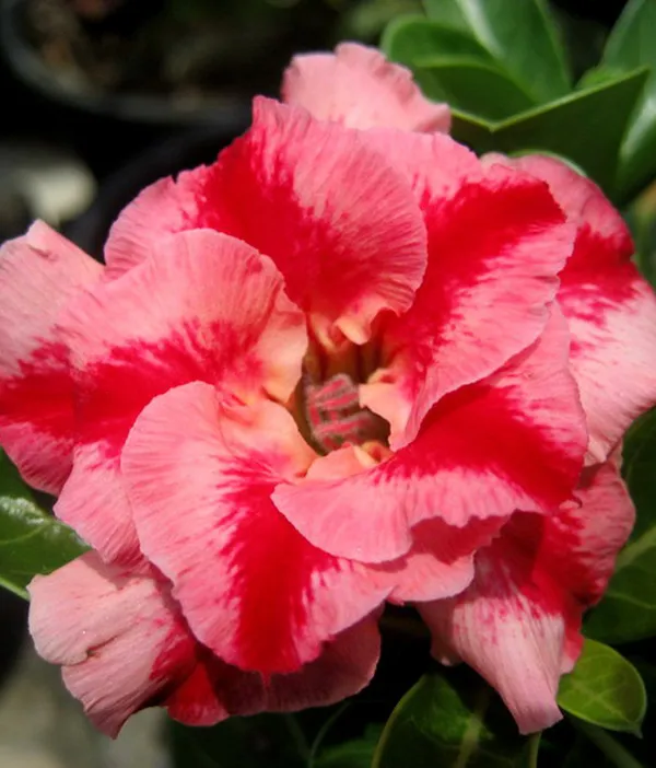 Rosey_Verity_Grafted_Adenium_Plant