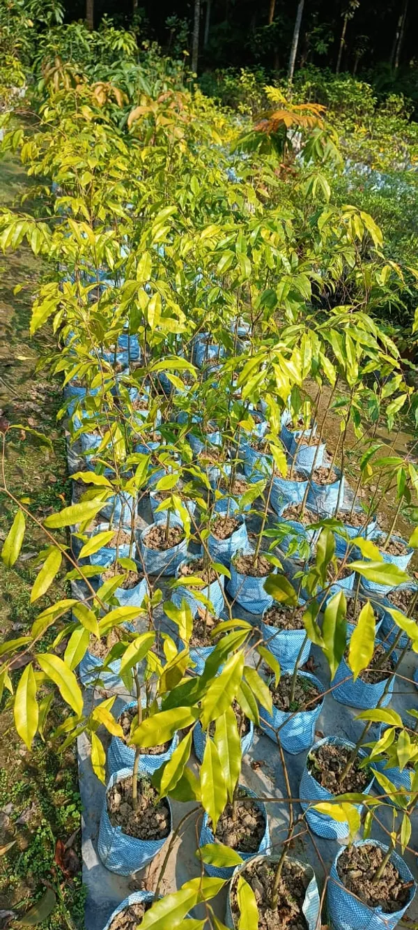 Agar_Wood_Aquilaria_Agallocha__Live_Plant_For_Gardening_Hybrid,