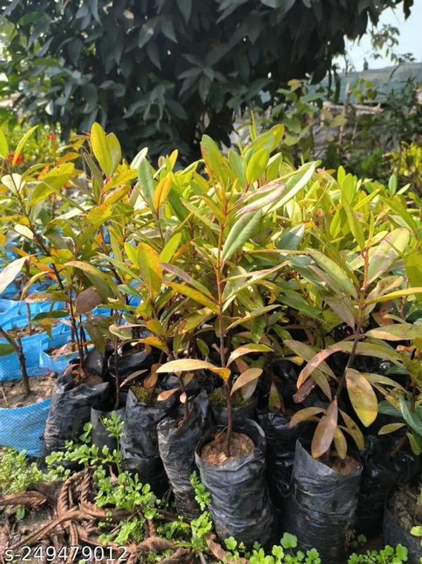 All_Spice/Sugandhi_Plant