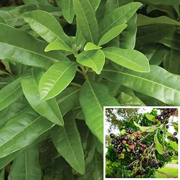 All_Spice/Sugandhi_Plant