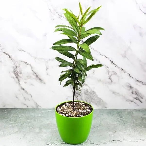 All_Spice/Sugandhi_Plant