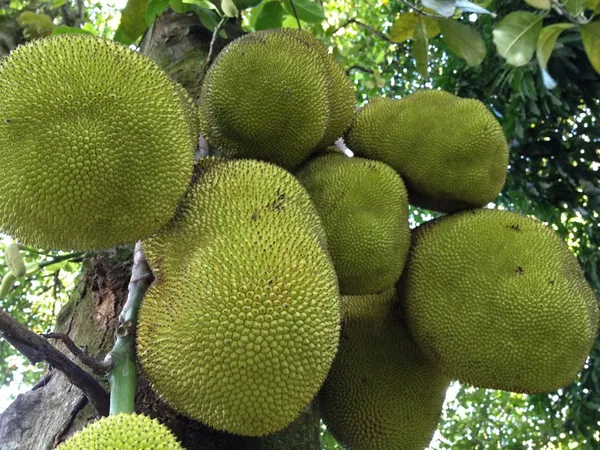 All_Time_Jackfruit_(Gumless)_Live_Plant_&_Tree_For_Your_Home_Garden_(1.5-3.5_Ft_Hight)_Hybrid_Jackfruit_Plant_(Grafted,_Pack_Of_1)
