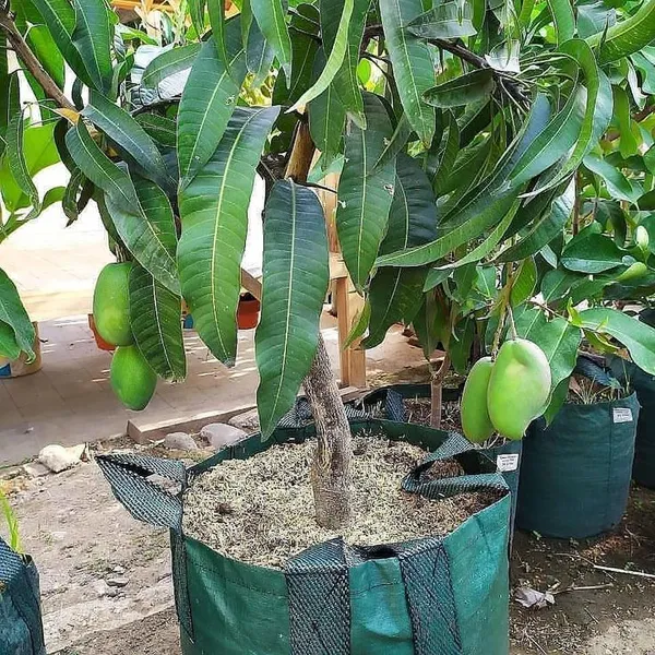 All_Time_Grafted_Mango_Fruit_Plant_1.5-3.5_Ft