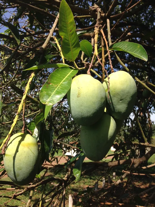 Thai_All_time_Grafted_Mango_Fruit_Plant