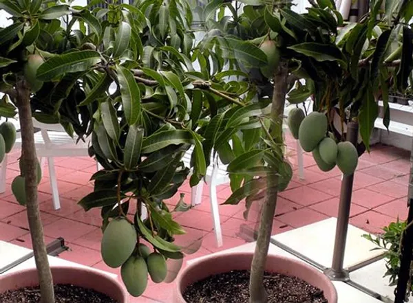 Thai_All_time_Grafted_Mango_Fruit_Plant
