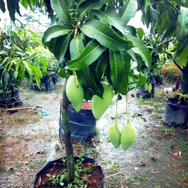 Thai_All_time_Grafted_Mango_Fruit_Plant