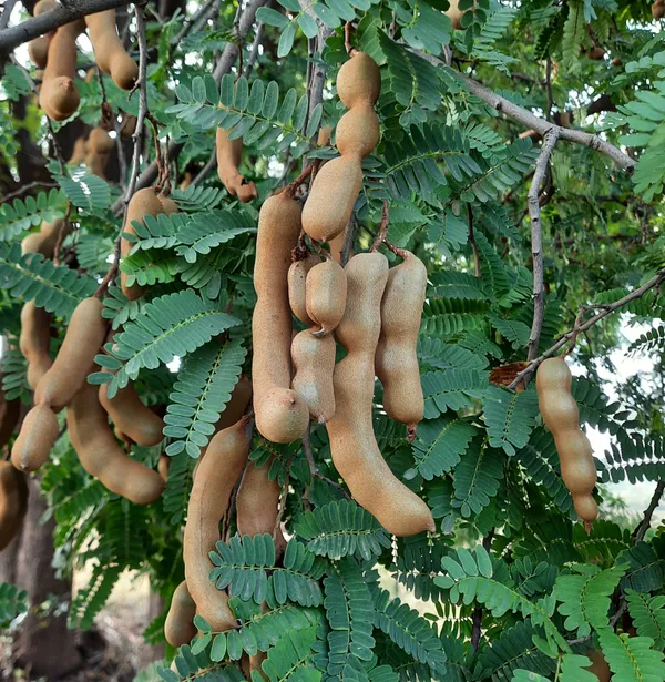 All_Time_Tamarind_Fruit_Plant_For_Home_Gardening_Highly_Benefited_Emli_Live_Plant